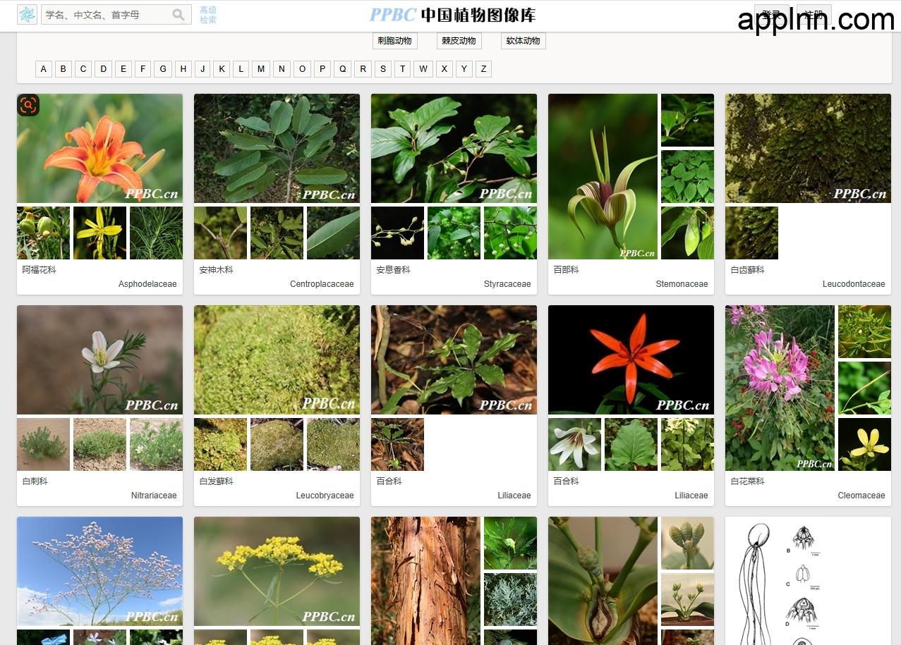 PPBC中国植物图像库:最大的植物分类图片库网站插图 PPBC中国植物图像库:最大的植物分类图片库网站插图